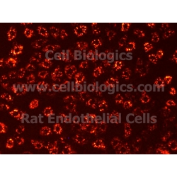 Rat Primary Aortic Endothelial Cells